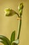 Close up of   emerging bud of Amaryllis Hippeastrum Double  Galaxy Group