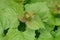 Close-up on emerging flower of the Garlic Mustard wildflower plant, Alliaria petiolata