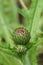 Close-up on an emerging flower head of the Brook thistle's, Cirsium rivulare