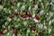 Close-up of emerging stamens of Callistemon flower