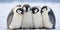 Close-Up Of Emperor Penguins Grouped Together. Fluffy Penguins Cuddle. Antarctic Wildlife. Generative AI