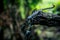 Close-up of an emperor scorpion perched on wood