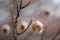 Close up of an empty beech nut spiky shell, covered with snow, still hanging on a branch, with a blurry background