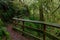 CLOSE UP: Empty boardwalk leads through the lush green Olympic National Park