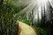 Close up empty footpath in public park and beam of light in Bang