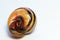 Close up of an empty snail shell.