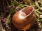 close up of an empty snail shell outside on the ground brown detail macro