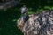 Close-up Of Emu Bird Dromaius novaehollandiae. Karlsruhe, Germany, Europe