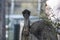 Close-up of an Emu (Dromaius novaehollandia)