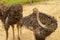 Close up of an emu Dromaius novaehollandiae, a native Australian flightless bird