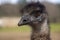 Close-up of an Emu face housed at Ostrichland in Buellton, California