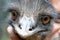 Close up of an Emus face Australia Native flightless bird