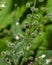 Close up of Enchanter`s Nightshade Flower Bud B