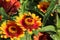 Close up of an endangered Bombus affinis Bee gathering pollen from a red and yellow Zinnia flower