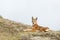 Close up of endangered Ethiopian wolf  lying in Bale mountains, Ethiopia
