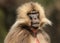 Close up of endemic Gelada monkey
