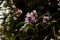 Close up of endemic and rare neelakurinji flowers