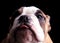 Close up of english bulldog looking up with tongue exposed