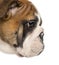 Close-up of an English Bulldog puppy profile, 3,5 months old