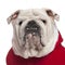 Close-up of English bulldog in Santa outfit