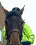 Close up of English Police Horse B