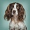 Close-up of English Springer Spaniel against green background