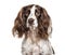 Close-up of english springer spaniel, isolated