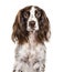 Close-up of english springer spaniel, isolated