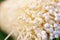 Close up Enoki Golden needle mushroom with copy space