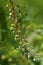 A close up of an entangled plant