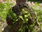 Close-up of an epiphyte that lives on the roots of trees, a fern.