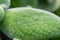 Close up Episcia lilacina