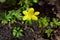 Close up of an Eranthis hyemalis - Winterling