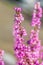 Close-up Erica gracilis, rose heath flowers