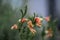 Close up of Erica versicolor flowers