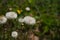 Close up of Eriophorum scheuchzeri, also known as Scheuchzer`s cottongrass and white cottongrass