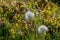 A Close up of Eriophorum scheuchzeri, also known as Scheuchzers cottongrass and white cottongrass