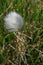 A Close up of Eriophorum scheuchzeri, also known as Scheuchzers cottongrass and white cottongrass