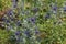 Close Up of Eryngium Zabelli Thistle Flowers