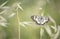Close up of a Esper`s Marbled White ButterflyMelanargia russiae