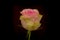 Close up of Esperance roses variety, studio shot.