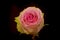 Close up of Esperance roses variety, studio shot.