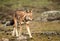 Close up of Ethiopian wolf, the most threatened canid in the world