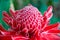 Close up etlingera elatior flower color red in nature