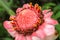 Close up etlingera elatior flower color red in nature. Blooming Etlingera Elatior combrang, bunga kantan, Philippine wax flower,