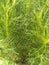 Close-up Eupatorium capillifolium in the yard t noon