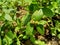 Close up Euphorbia hirta Garden spurge, Asthma weed, Snake weed, Milkweeds. Showing round tuft of small flowers, green magenta,