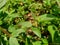 Close up Euphorbia hirta Garden spurge, Asthma weed, Snake weed, Milkweeds. Showing round tuft of small flowers, green magenta,