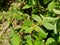 Close up Euphorbia hirta Garden spurge, Asthma weed, Snake weed, Milkweeds. Showing round tuft of small flowers, green magenta,