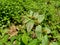 Close up Euphorbia hirta Garden spurge, Asthma weed, Snake weed, Milkweeds. Showing round tuft of small flowers, green magenta,